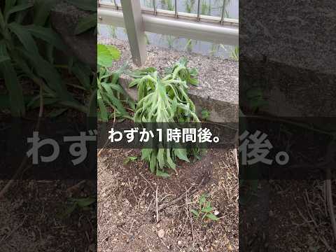 ドライアイスで草を枯らすことはできるのか?