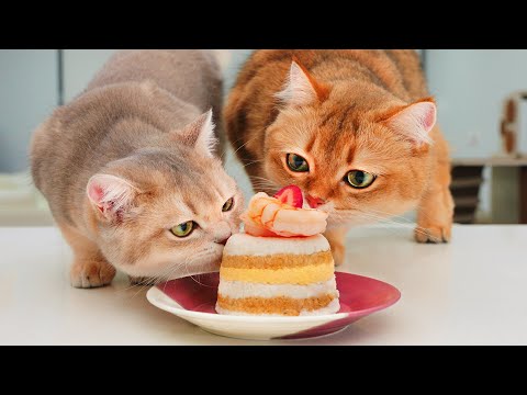 Can Cats Eat Cake?