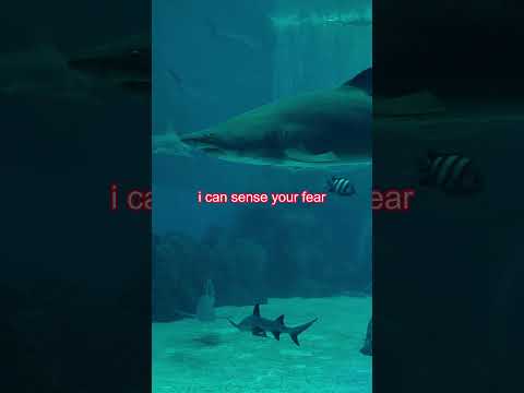 Fearsome predator | Sand tiger shark | S.E.A. Aquarium Singapore