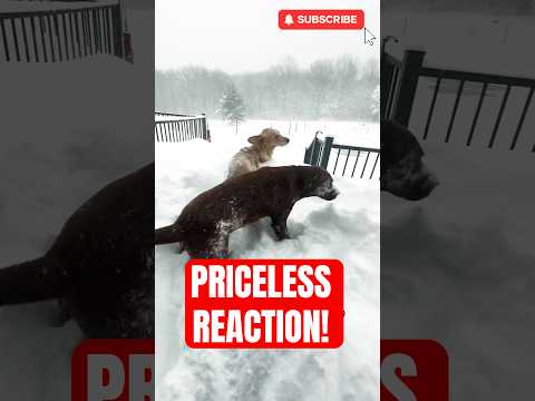 My Dogs Playing In MASSIVE SNOW Fall. Here's How It Went.