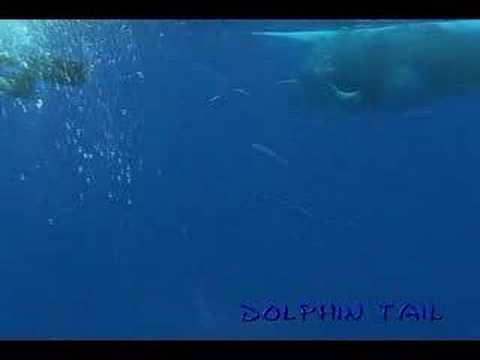 ルルツ島ザトウクジラ　rurutu Is． humpback whale　No．11