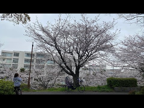 Sakura 2024 spring time na cherry blossoms #125