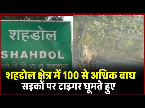 शहडोल: सड़क के बीच चहलकदमी करता दिखा बाघ, राहगीर ने बनाया वीडियो | Shahdol Tiger