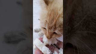 kitten like to eat soft bread#cat#shorts