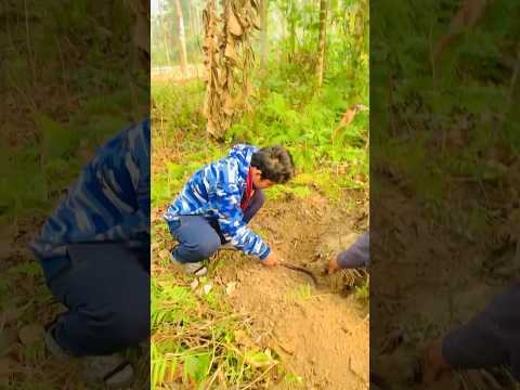 মাটির ভিতরে খুঁজে পেলাম 100 বছর পুরনো সোনার বাক্স ।। Bengali mini vlog , Gramer video #shorts