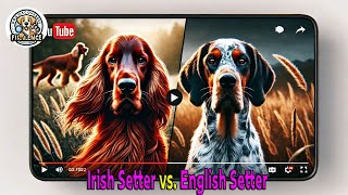 Irish Setter vs. English Setter | Choosing the Right Setter for You!