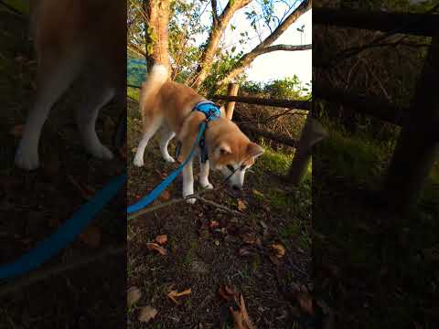 【秋田犬】熊本県玉名市天水　実山展望公園　#秋田犬　#秋田犬子犬　#akitainu 　#あみん　#岡村孝子　#ゴン太と夕陽　#shorts