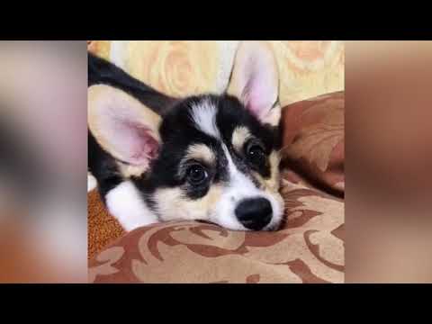 Corgi Luna | Корги Луна - попа как у Ким