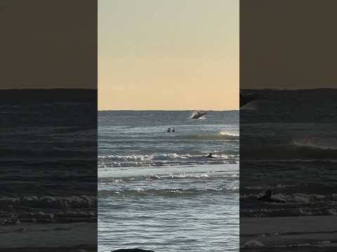 It was so cute 🥹🥹 #babywhale #whalewatching #goldcoast