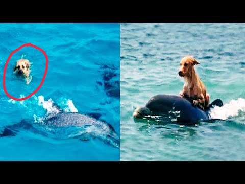 dolphin saves dog from shark attack.. 😱😱😱