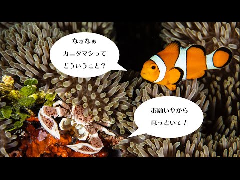 カクレクマノミとコホシカニダマシの日常。