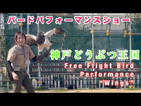 大迫力なバードショー🐦 最後に脱走するハプニング‼️9分 /神戸どうぶつ王国 / KOBE ANIMAL KINGDOM Free Flight Bird Performance“Wings