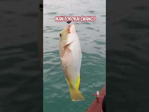 APA NAMA IKAN INI DIKAMPUNGMU ???