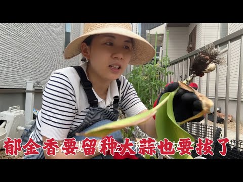 日本生活vlog/院子裡的鬱金香可以留種啦！菜地的大蒜也要收了