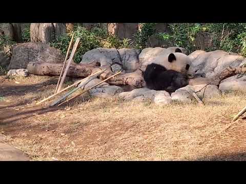 上野動物園／走進去看見銀杏好美看熊貓要排隊