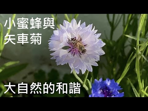 小蜜蜂與花 - 大自然的和諧 - The harmony between bees and cornflowers - ｛種花篇 Gardening｝