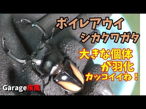 ボイレアウイシカクワガタ　マット飼育で大きな個体が羽化　#クワガタ #カブトムシ