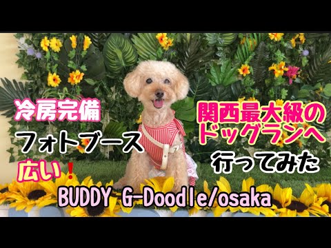 関西最大級室内ドッグラン！BUDDY G-Doodle/osakaにいってみた！