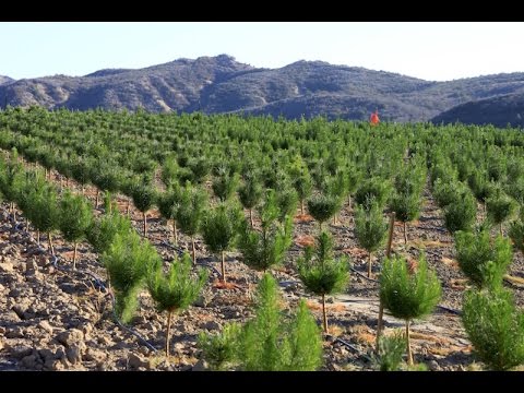 Raising Christmas Trees: How A Family-Run Christmas Tree Farm Grows Its Trees