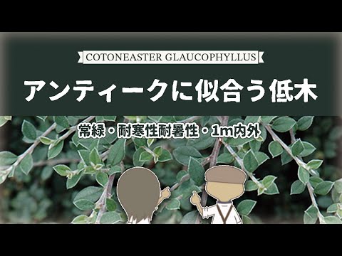 【格好良い低木】コトネアスターグラウコフィラスの特徴と育て方｜植物紹介編-99