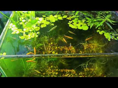 My Oversized White Cloud Mountain Minnow Revealed! | Pondon Aquarium