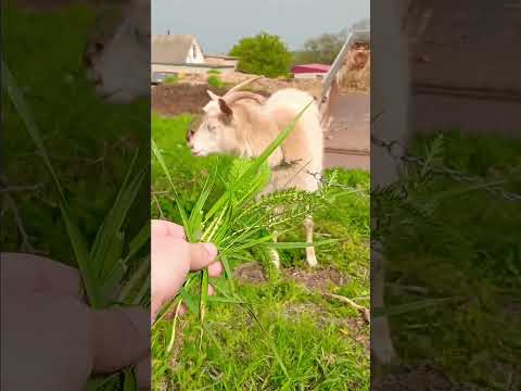 Кто на самом деле знает - НАСКОЛЬКО ЦЕЛЕБНОЕ - КОЗЬЕ МОЛОКО? ☺️🐐