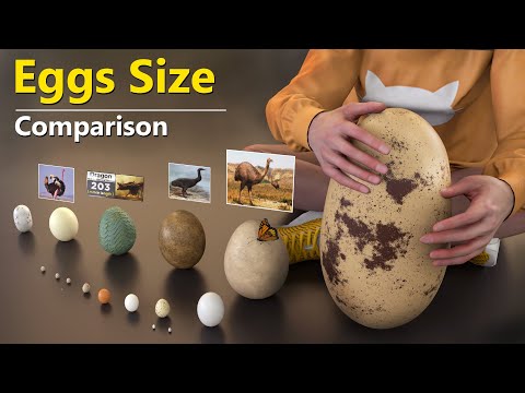 Eggs Size Comparison | Fictional Character Eggs like Godzilla