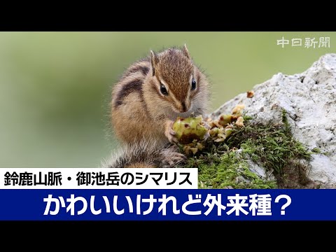 かわいい！…けれど外来種　鈴鹿山脈の御池岳に多く見られるシマリス