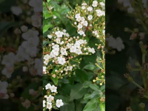 Pale flowers, green leaves, calming garden mindful moment  #nature #mindfulmoment  #flower #selfcare