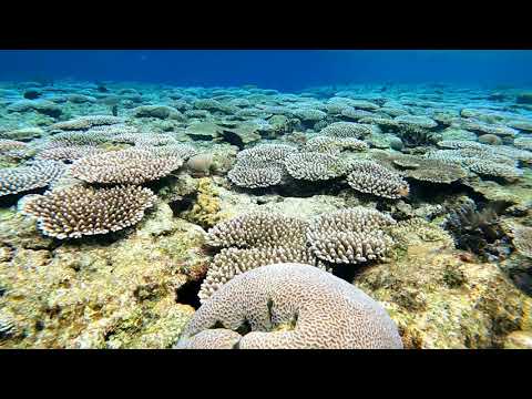 石垣島米原ビーチアウトリーフ