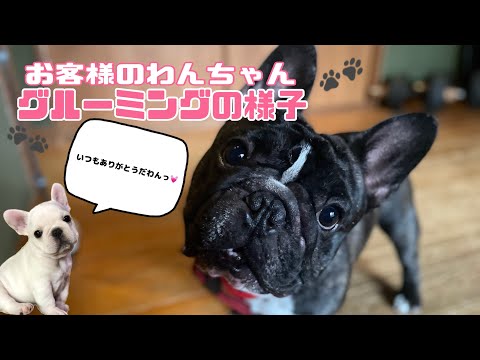 【グルーミング】今月も来てくれました！🩷フレブルの桜虎くんのシャンプー動画🛁【フレンチブルドッグ】