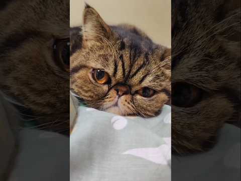 ちょっとだけ #猫動画 #エキゾチックショートヘア