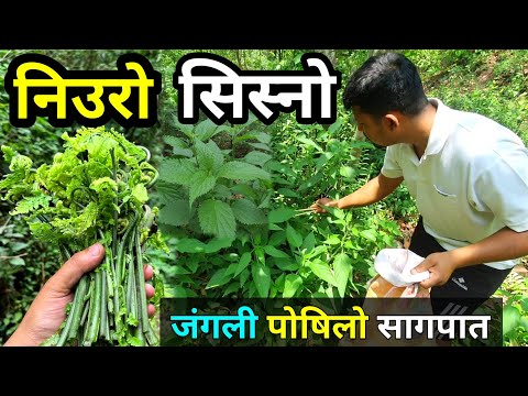 सिस्नो र निउरो जंगली सागपात टिप्दै साइला भाइ | Organic villager Food In  Nepal | Sisno Niuro