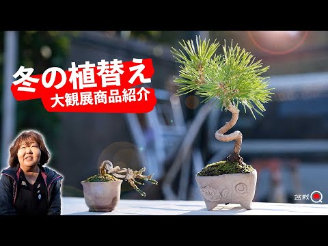 Replanting black pine and yellow plum trees in November. Product introduction [Bonsai Q]