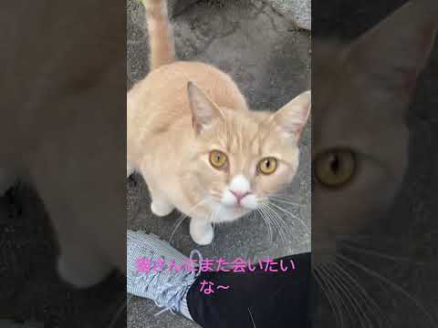 #ねこのいる暮らし #ねこ動画 #cat #のら猫