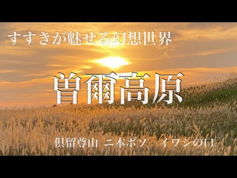 ススキが魅せる秋の曽爾高原🌾✨