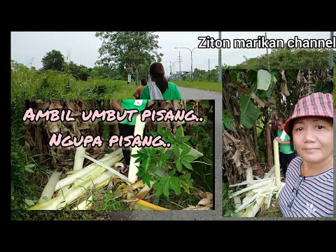 Menebang pokok pisang... untuk mgambil umbut pisang..