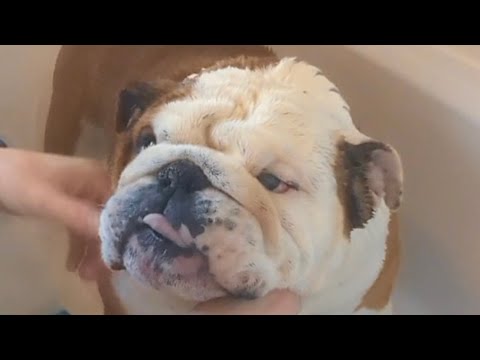 Apart from the drama before the bath ... The boys actually behaved at bath time 😁 #BulldogPabs