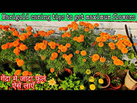 गेंदा मे जादा फूल कैसे लाएँ// Marigold caring tips to get maximum flowers