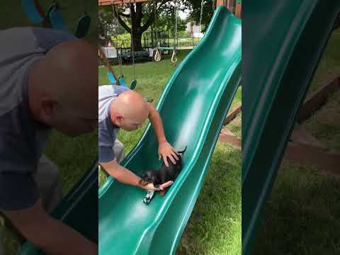 Sweet Pinscher Puppy Loves Going Down Playground Slide!