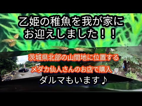 仙人店主さんのメダカ屋さんで…乙姫メダカの稚魚を選別して購入して、我が家にお迎えしました！！#メダカ #めだか #改良メダカ #メダカ屋 #メダカ購入 #めだか愛好家  #茨城メダカ #メダカ稚魚