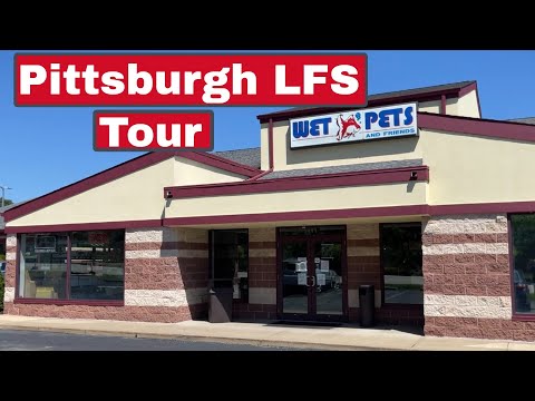 Pittsburgh Pa LFS (Wet Pets and Friends) An A+ Aquarium Fish Store Tour