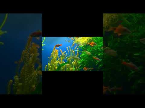 Coral Fish Aquarium 4K Ultra • Mediation Music • Sleep Relaxing Music #shorts