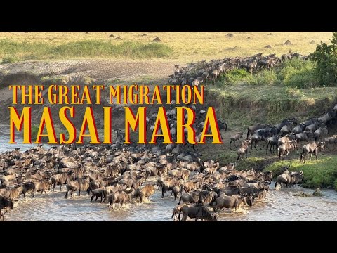 Great Animal Migration Masai Mara Kenya | Sand River | Mara River