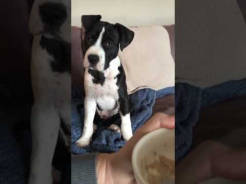 Puppy wants my food! #ozziereviews #puppy #puppies #dog #dogs #cutedog #funnydogs #amstaff #pitbull