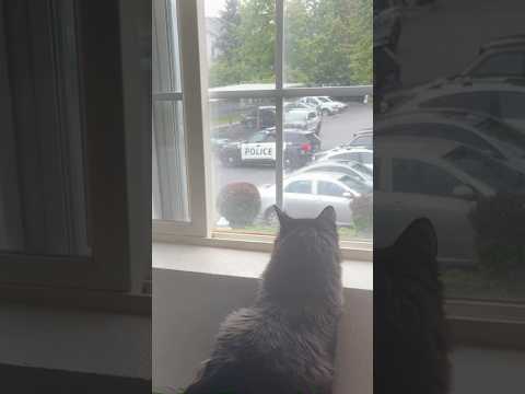 (Not my Apartment mom) #cats #funnycats #police #pnw #catlover #sillycat #bratsummer #alpinelake