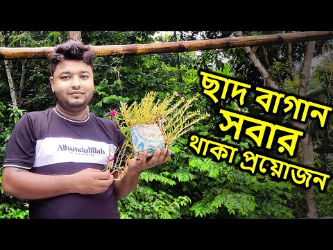 এমন একটা ছাদ বাগান সবার থাকা প্রয়োজন | Mahid Dream Zoo