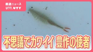 不思議でカワイイ　豊作の使者 “ホウネンエビ”