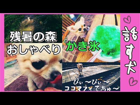 【話す犬】残暑の森のお散歩で🐾おしゃべりうるさいチワワ🐶かき氷欲ちい🍧～[Speaking dog] Chihuahua talking on a walk in the forest 📣