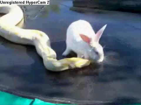 Snake Eating a Rabbit on Trampoline [better version]